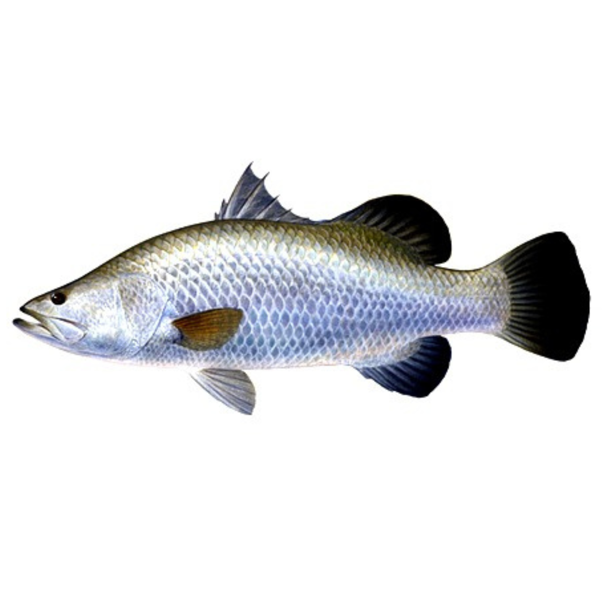 Asian Sea Bass